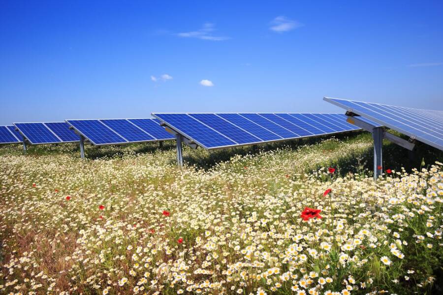 Beloften in bloei: Hoe NRG2all de natuur écht beschermt bij zonneparken